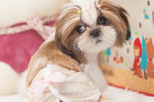 小狗衛(wèi)生褲怎么制作