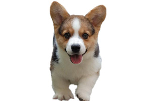 柯基幼犬怎么養(yǎng)