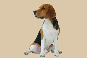 比格犬吃什么零食好