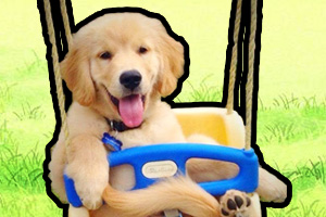 金毛幼犬需要護(hù)理什么