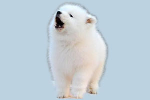 薩摩耶幼犬洗澡方法