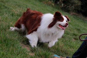 邊牧犬吃什么狗糧好