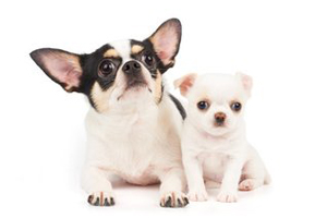 吉娃娃吃什么食物好