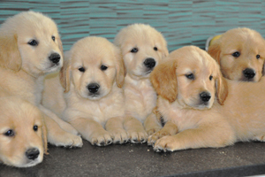 金毛幼犬耳朵怎么清理