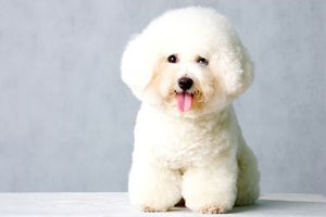 比熊犬吃什么食物好