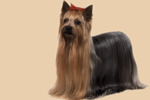 約克夏犬怎么養(yǎng)