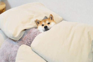 柴犬怎么養(yǎng)胖