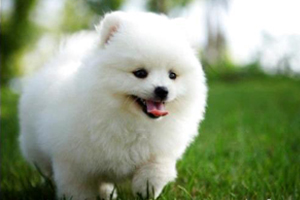 小博美犬的養(yǎng)法是什么