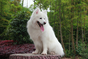 薩摩犬吃什么好