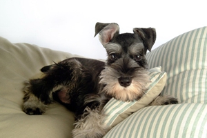 雪納瑞吃什么蔬菜