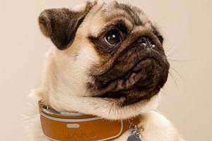 寵物狗項(xiàng)圈diy怎么做