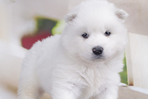 薩摩耶幼犬如何飼養(yǎng)