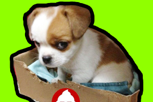 收養(yǎng)狗狗注意事項(xiàng)有哪些