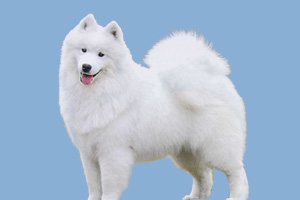 薩摩耶吃什么會(huì)胖點(diǎn)