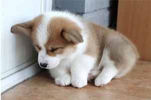 柯基犬如何喂養(yǎng)