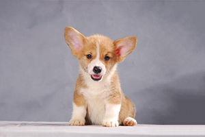 柯基犬幼犬怎么養(yǎng)