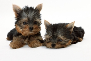 雪納瑞不能吃的水果有哪些