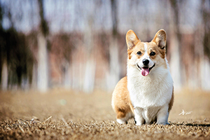 柯基犬飼養(yǎng)心得