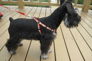 雪納瑞幼犬如何飼養(yǎng)