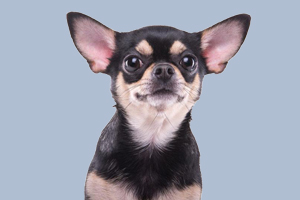 吉娃娃喜歡吃什么