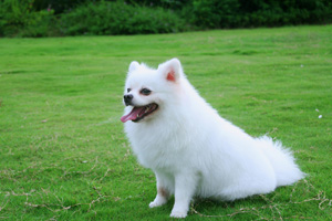 博美犬吃什么食物好