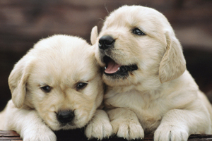 小狗吃什么長(zhǎng)的胖