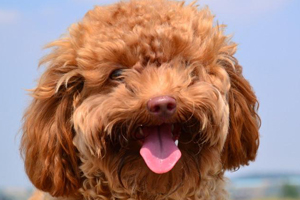 泰迪犬喂什么毛色好