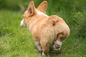柯基犬飼養(yǎng)方法