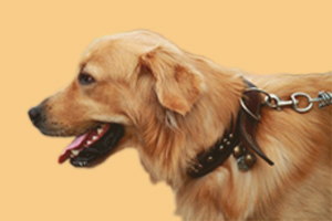 金毛犬的飼養(yǎng)方法