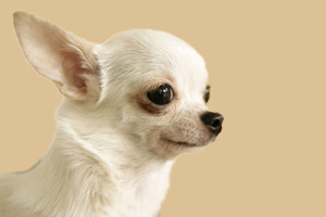 吉娃娃吃什么會(huì)便秘