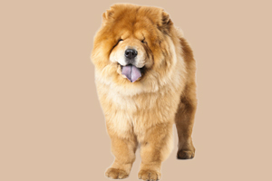 松獅吃什么食物好