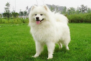 薩摩耶犬怎么養(yǎng)