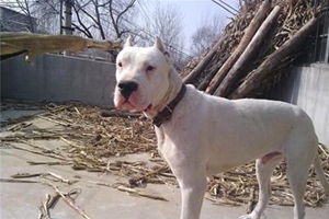 杜高犬為什么要剪耳朵