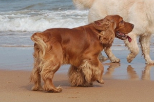 英國(guó)可卡犬怎么喂養(yǎng)