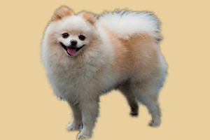 博美狗狗怎么養(yǎng)