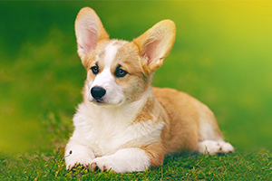 柯基幼犬怎么養(yǎng)胖