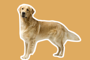 金毛幼犬吃什么好