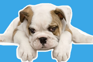 犬皮膚病預(yù)防怎么做