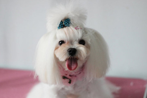 馬爾濟(jì)斯犬造型怎么剪