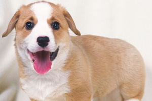 狗健康如何判斷