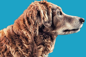 狗狗海藻粉的作用是什么