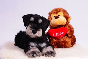 雪納瑞怎么修毛