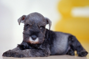 雪納瑞不能吃什么