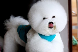 比熊犬吃什么水果好