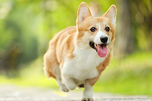 柯基犬不能吃哪些東西