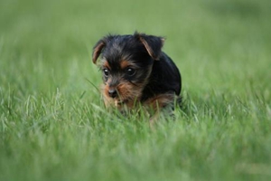 約克夏怎么修毛