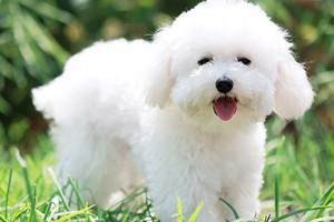 比熊犬吃什么蔬菜好