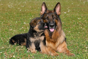 純種德國牧羊犬幼犬如何喂養(yǎng)