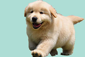 金毛幼犬不能吃的水果有哪些