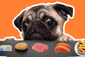 巴哥犬怎么養(yǎng)胖